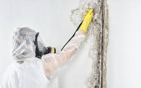 Best Industrial Mold Remediation  in Spring Valley, NV